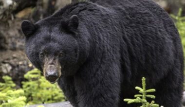 FWC urges caution as black bears leave mothers, spread into new areas