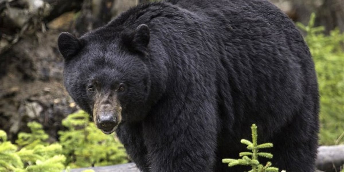 FWC urges caution as black bears leave mothers, spread into new areas