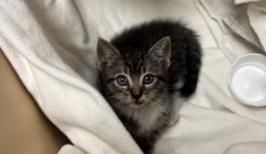 Good Samaritan rescues kitten on I-95 near Fuller Warren Bridge, gives her forever home