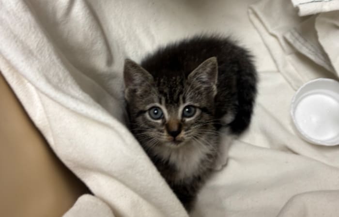 Good Samaritan rescues kitten on I-95 near Fuller Warren Bridge, gives her forever home