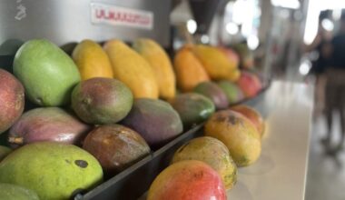 A ‘decent’ mango season for Miami in 2026