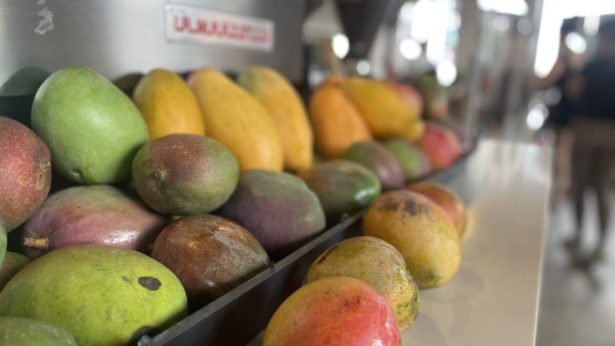 Some the mangoes collected during last year’s Mango Trade at Zak the Baker in Wynwood. You can trade in fruit from your tree for a loaf of bread at the bakery through June. Some the mangoes collected during last year’s Mango Trade at Zak the Baker in Wynwood. You can trade in fruit from your tree for a loaf of bread at the bakery through June.