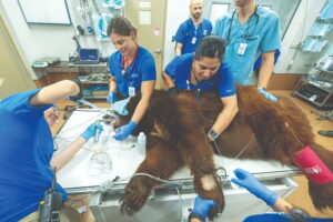 Zoo Miami black bears receive wellness exams