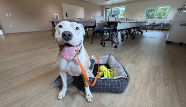 Orlando Pet Alliance meeting space with pet 'cuddle time'