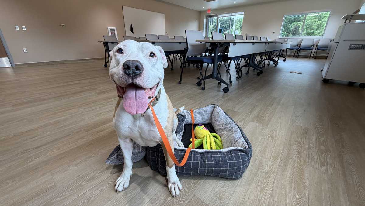 Orlando Pet Alliance meeting space with pet 'cuddle time'