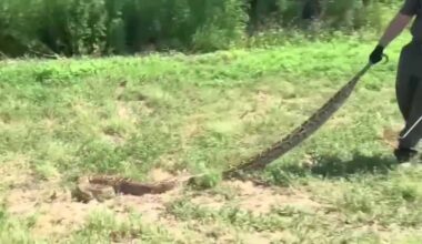 Florida's python challenge begins July 10 with $10,000 prize