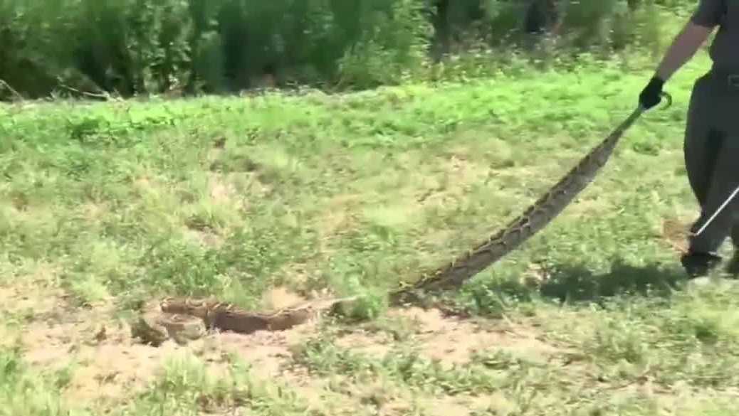 Florida's python challenge begins July 10 with $10,000 prize