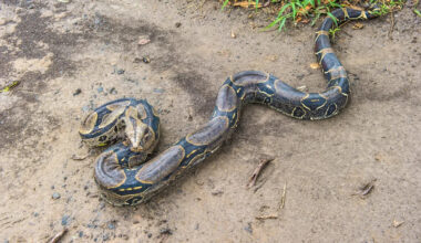 Florida man leaving for work is delayed by 7-foot boa, then helps police bin the escapee