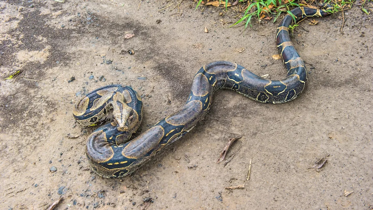 Florida man leaving for work is delayed by 7-foot boa, then helps police bin the escapee