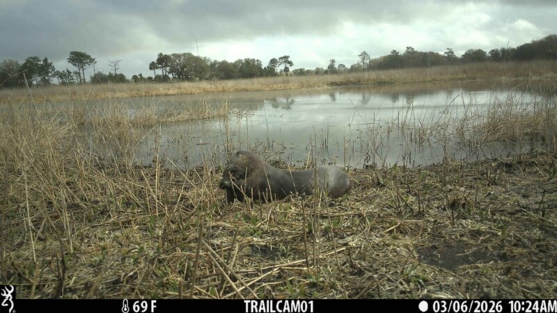 A river otter lies on grassy ground near the edge of a pond, with cloudy skies in the background. The trail camera data shows a temperature of 69°F, and the date and time as March 6, 2026, at 10:24 AM.