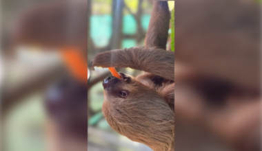 4th sloth rescued by Central Florida zoo has died
