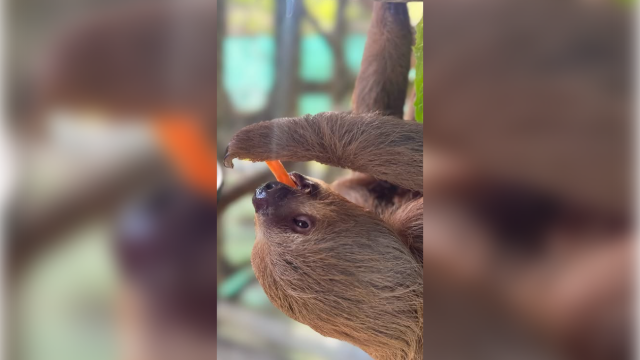 4th sloth rescued by Central Florida zoo has died