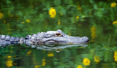 Sudy finds 96% of Florida alligator attacks stem from risky human behavior