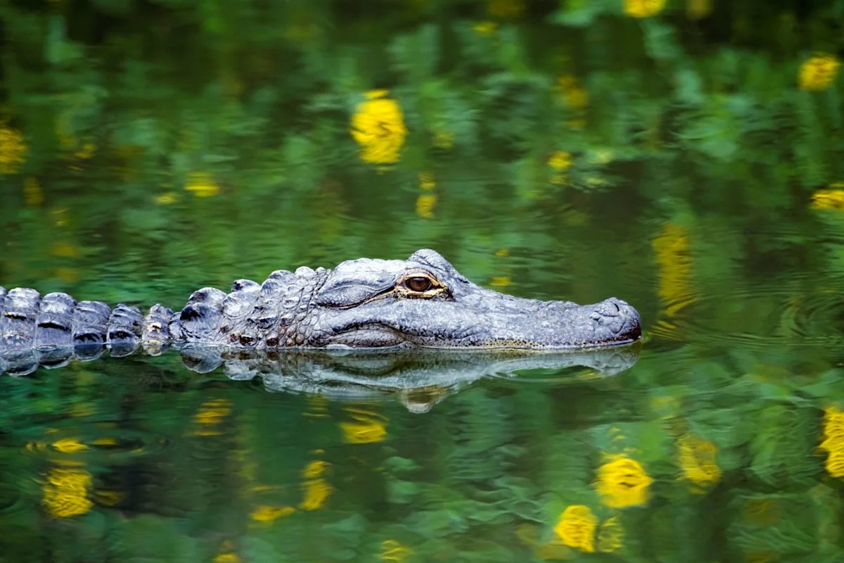 Sudy finds 96% of Florida alligator attacks stem from risky human behavior