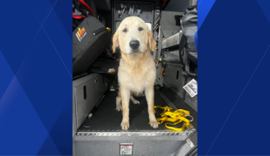 Cape Coral firefighters rescue dog from canal, seek owner