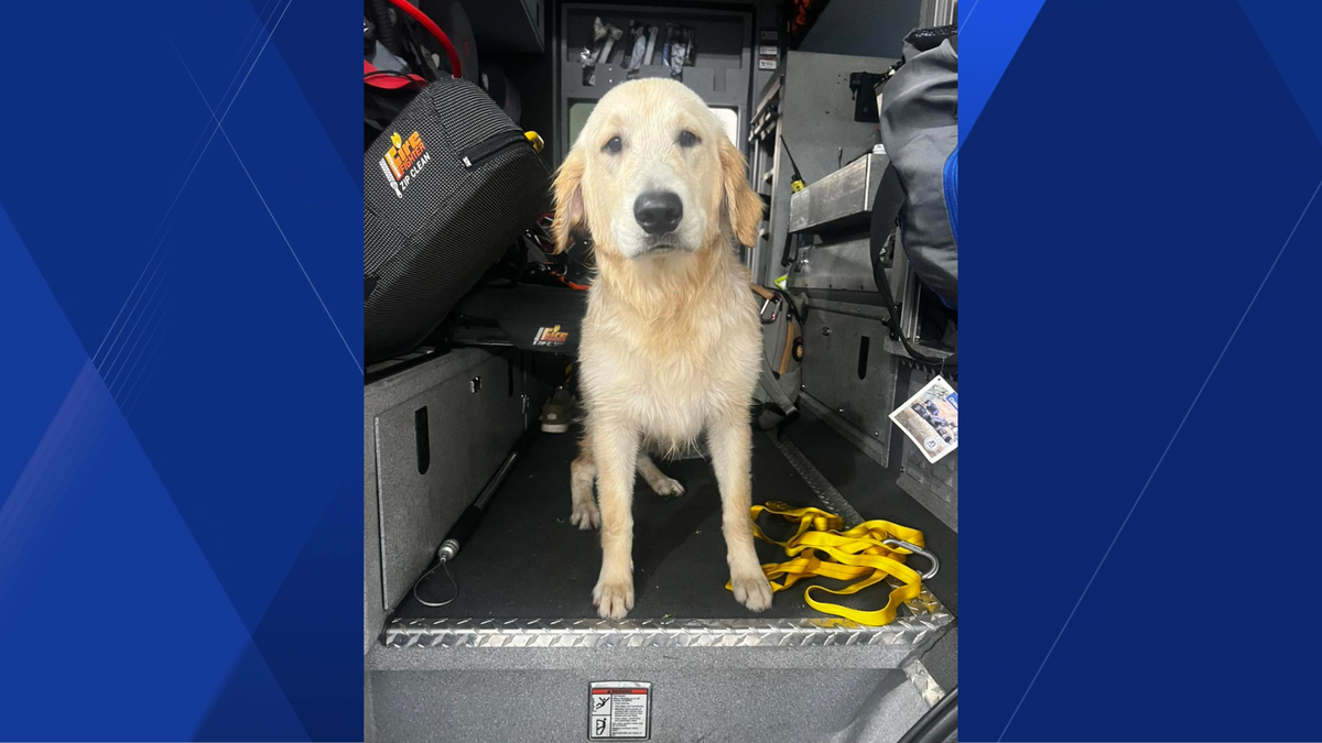 Cape Coral firefighters rescue dog from canal, seek owner