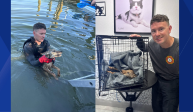 Cape Coral firefighters respond to call for dog in canal, end up rescuing coyote pup