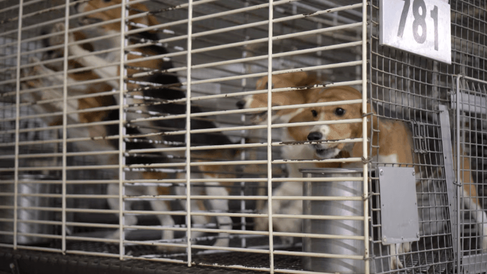 Ridglan Farms beagles in packed cages. (WPEC)