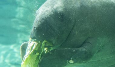 New Endless Summer Pass allows unlimited visits to Jacksonville Zoo for limited time