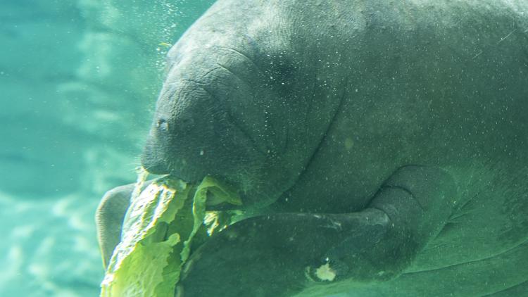 New Endless Summer Pass allows unlimited visits to Jacksonville Zoo for limited time