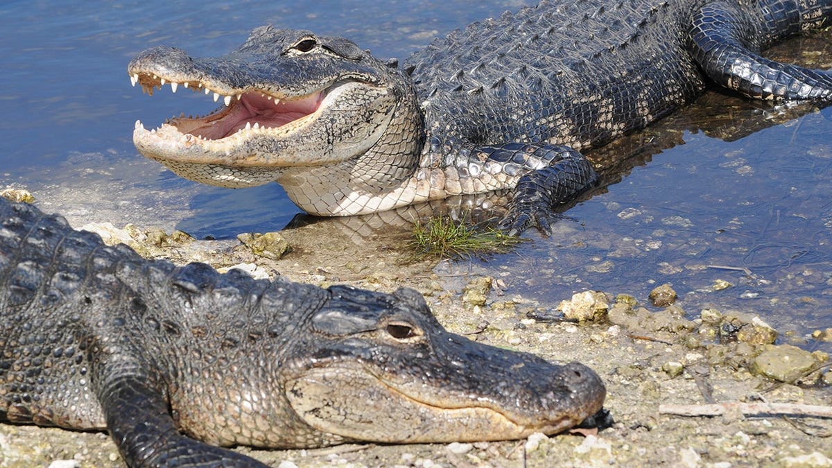 Two alligators in the Florida Everglades
