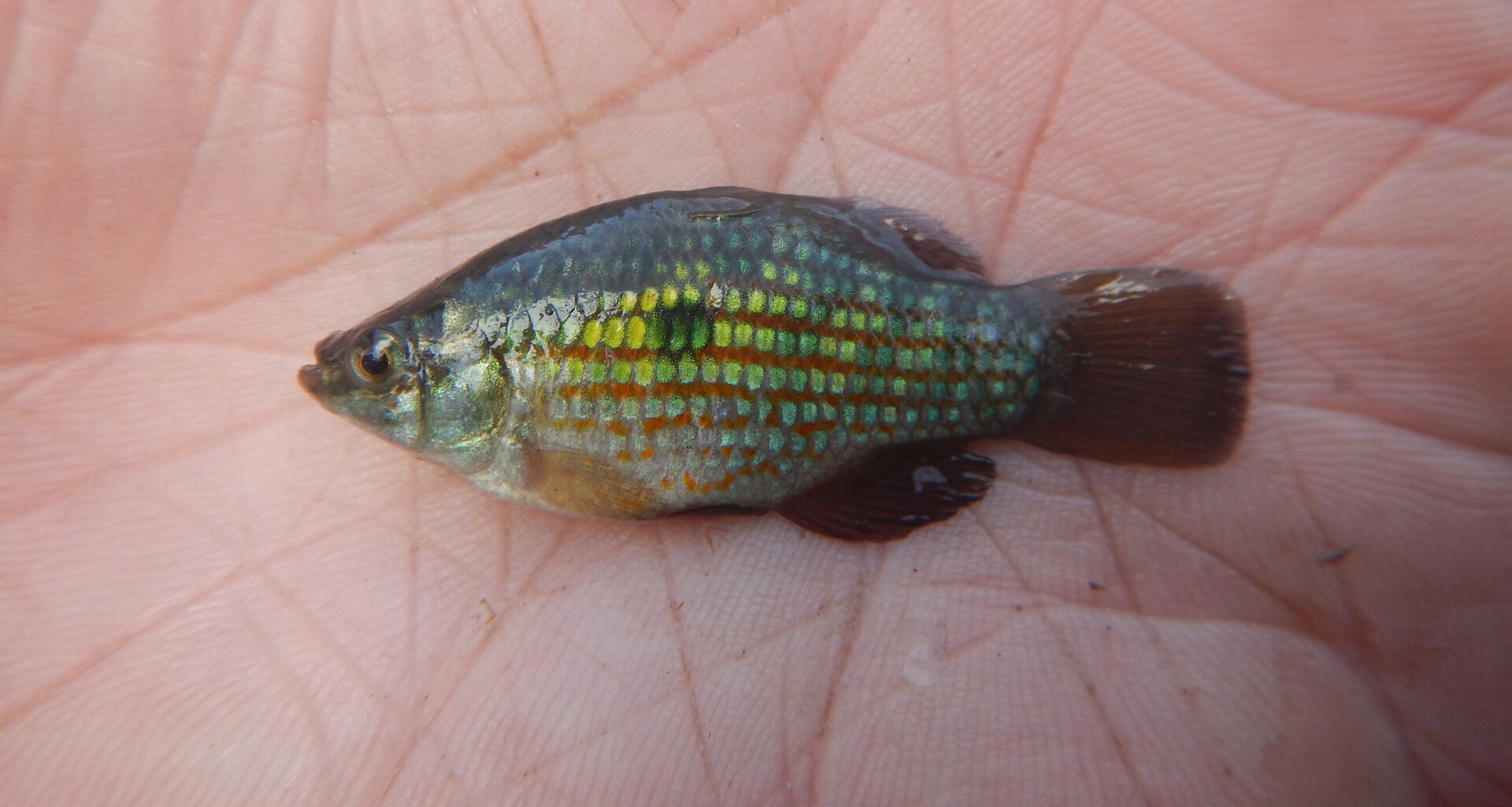 A small fish with a big job: The American flagfish and Florida’s troubled waters