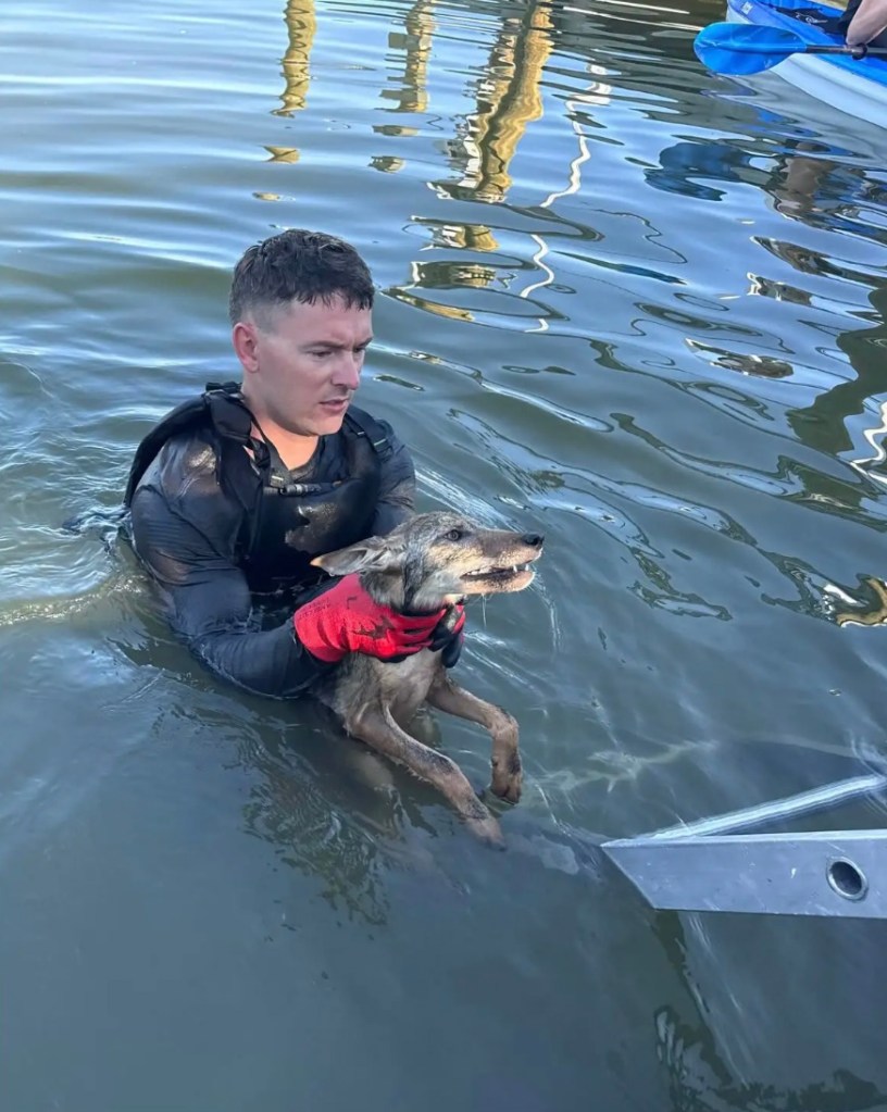 Firefighter holding a rescued coyote pup in the water.