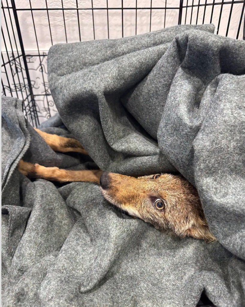 Coyote pup wrapped in a gray blanket in a cage.
