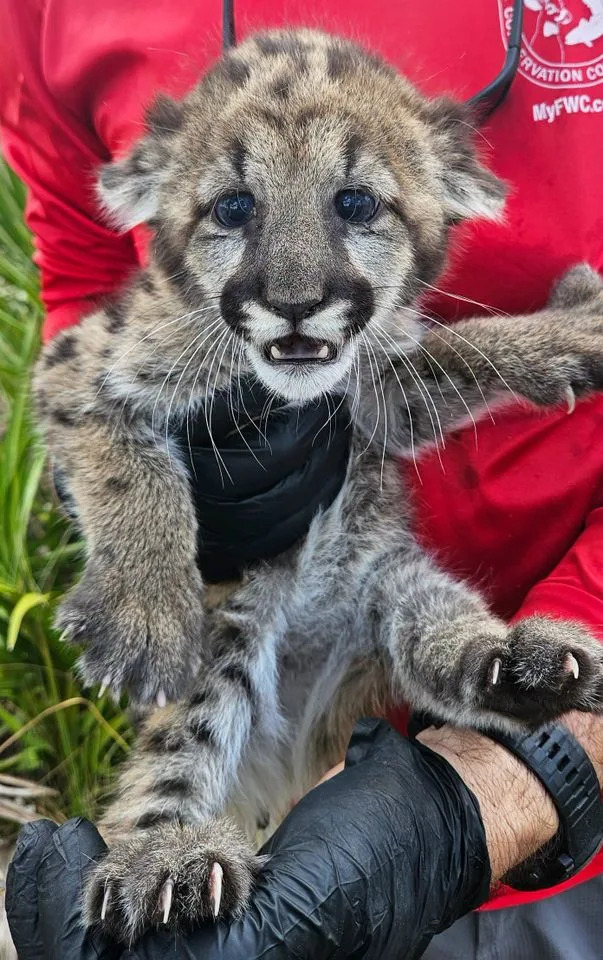 K528 was taken from her den and transported to the Naples Zoo for medical care.Credit: FWC Fish and Wildlife Research Institute/Facebook