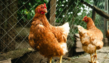 Florida homeowner turns to City Hall after being given 10 days to remove her hens