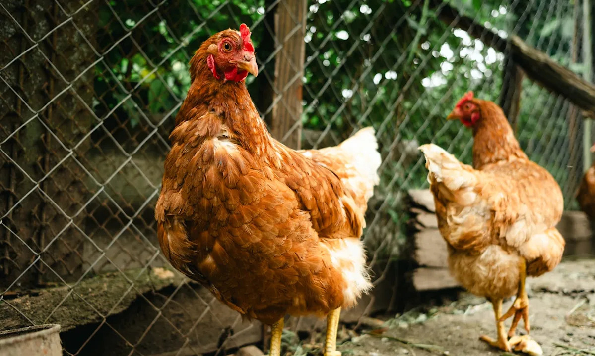 Florida homeowner turns to City Hall after being given 10 days to remove her hens