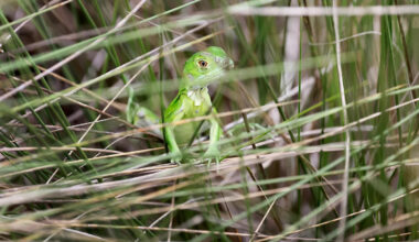 Iguanas bounce back in South Florida after February freeze wiped out thousands