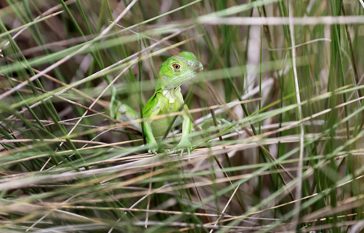Iguanas bounce back in South Florida after February freeze wiped out thousands