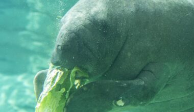 New Endless Summer Pass allows unlimited visits to Jacksonville Zoo for limited time