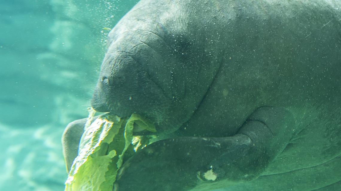 New Endless Summer Pass allows unlimited visits to Jacksonville Zoo for limited time