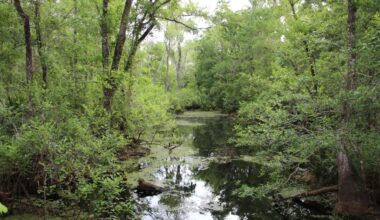 Wooded creek corridor in Pinellas County with standing water, dense vegetation and tree-lined streambanks.