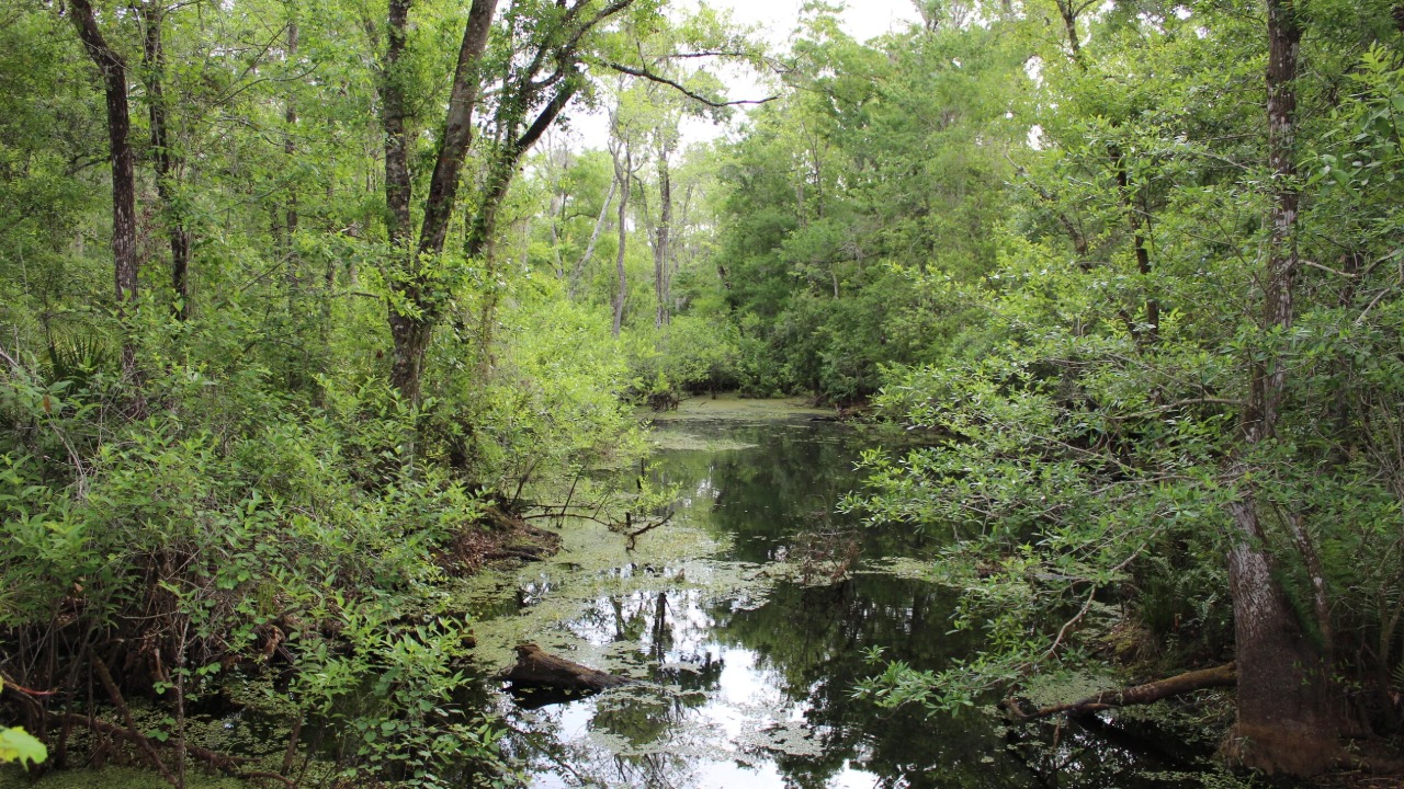 Wooded creek corridor in Pinellas County with standing water, dense vegetation and tree-lined streambanks.