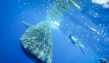 Offshore Florida’s Gulf Coast, scientists chase the world’s largest fish