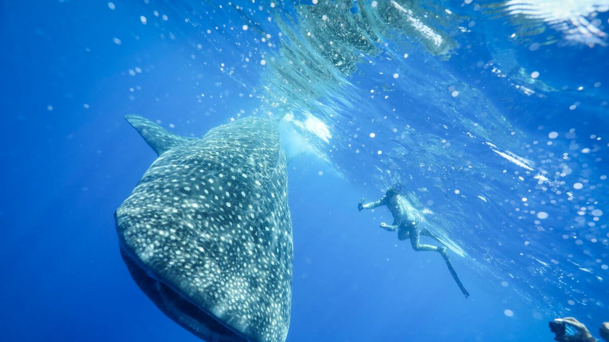 Offshore Florida’s Gulf Coast, scientists chase the world’s largest fish