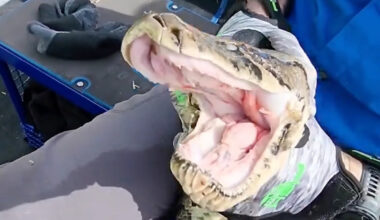 Florida snake remover grapples with hissing 'dragon' of a Burmese python in the Everglades
