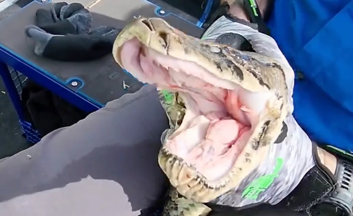 Florida snake remover grapples with hissing 'dragon' of a Burmese python in the Everglades