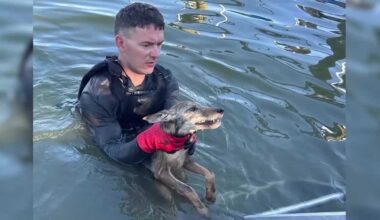 Firefighters and neighbors team up to rescue coyote pup from Florida canal