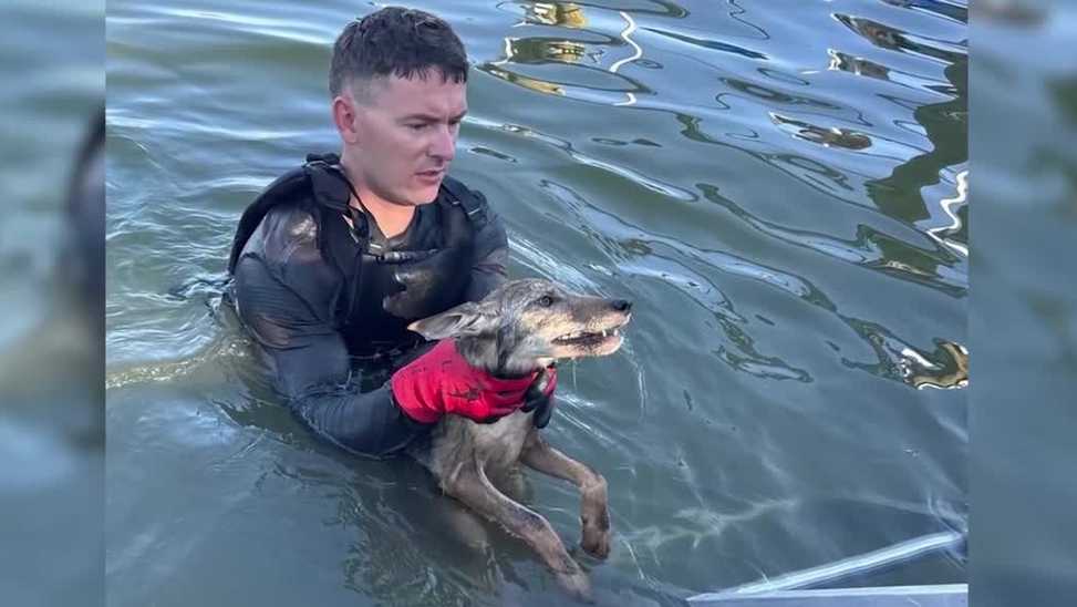 Firefighters and neighbors team up to rescue coyote pup from Florida canal