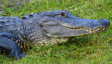 Two injured in Florida alligator attacks over weekend, FWC says