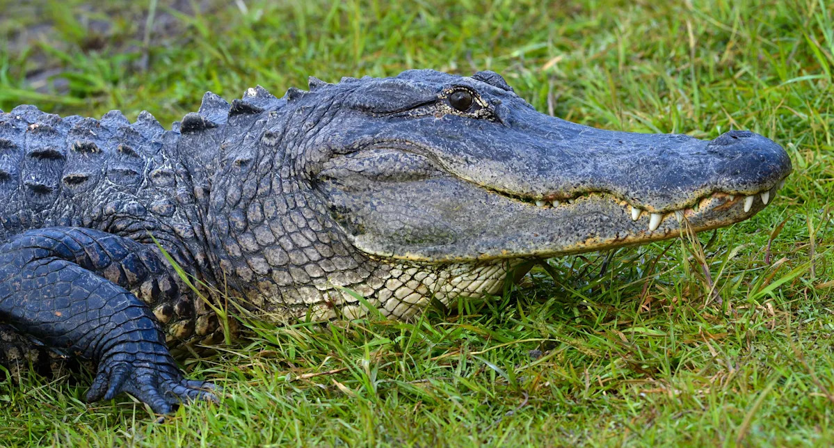 Two injured in Florida alligator attacks over weekend, FWC says