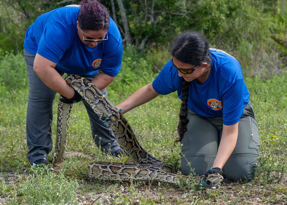 <p>Invasive Burmese pythons have caused untold destruction across the state of Florida.</p><p class="copyright">©Courtesy of the South Florida Water Management District – <a href="https://www.flickr.com/photos/sfwmd/albums/72177720333737382/with/55283037498" rel="nofollow noopener" target="_blank" data-ylk="slk:Original;elm:context_link;itc:0;sec:content-canvas" data-yga="{"yLinkElement":"context_link","yModuleName":"content-canvas","yLinkText":"Original"}" class="link ">Original</a></p>