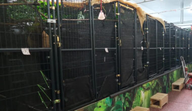 Several sloths die in Florida, exposing the illegal pet trade's hidden disease threat