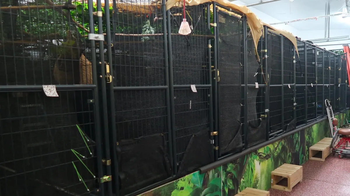 Several sloths die in Florida, exposing the illegal pet trade's hidden disease threat
