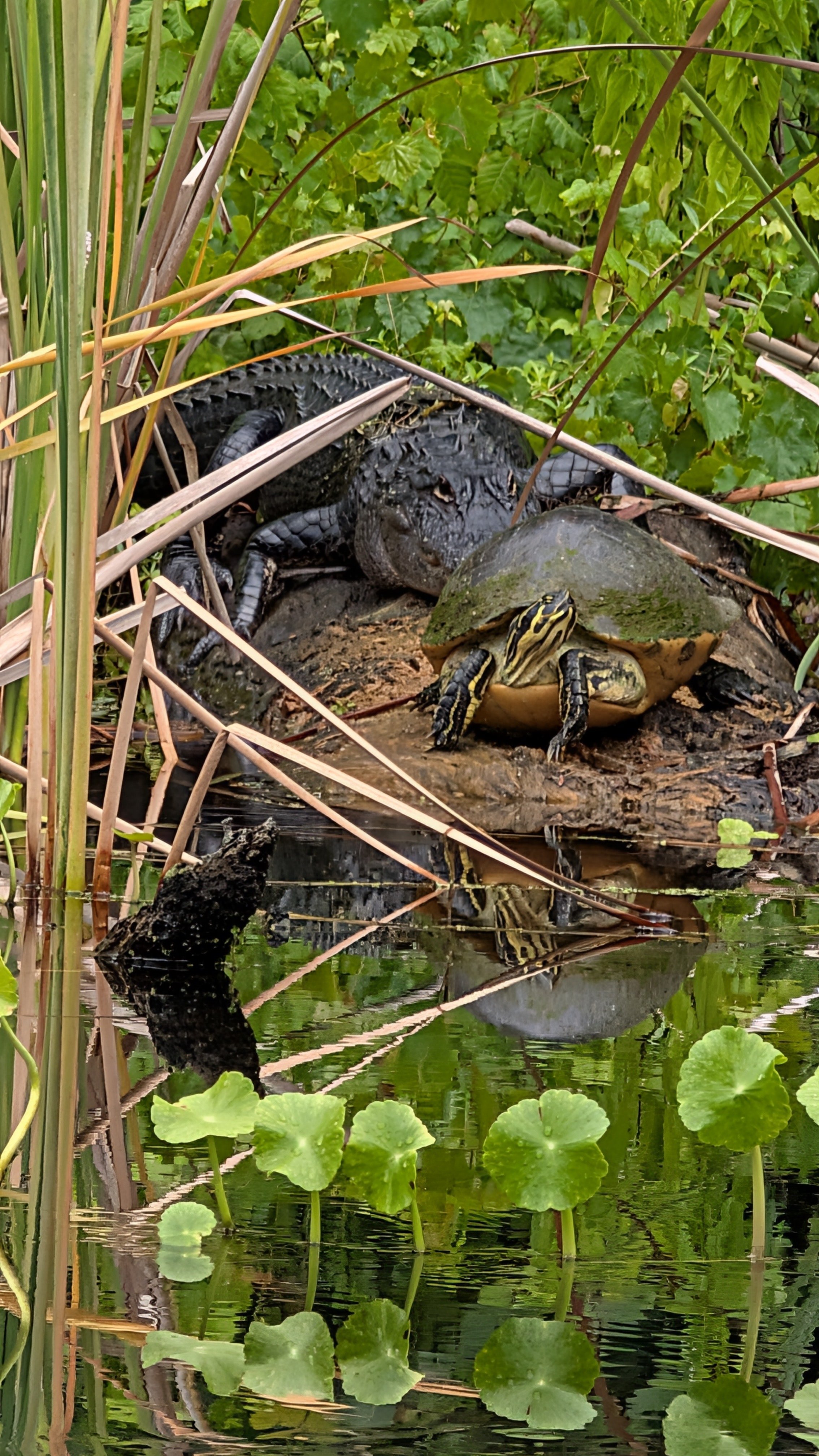 Alligator and turtle at Alexander Springs in Central Florida