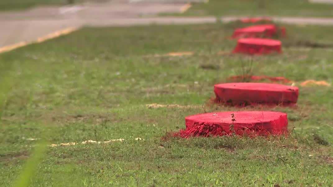 Cape Coral residents upset after city removed trees along Yucatan Parkway